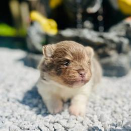Wallace (Lavender and Tan Tri Parti) - Lavender male Pomeranian puppy in Buck Valley, Pennsylvania from Buck Valley Pomeranians