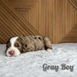 Gray Boy - Chocolate merle male Bernedoodle puppy in Modesto, California from Two Doods Doodles
