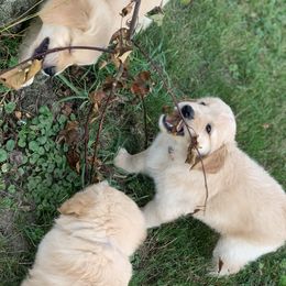 Golden Retriever Puppies from Lake Champlain Goldens