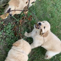 Golden Retriever Puppies from Lake Champlain Goldens