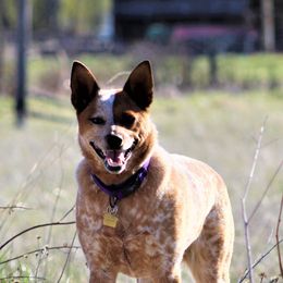Australian Cattle Dogs from Double T Farm