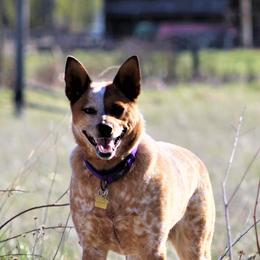 Australian Cattle Dogs from Double T Farm