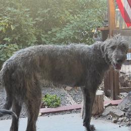 Samson - Irish Wolfhound