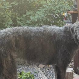 Samson - Irish Wolfhound