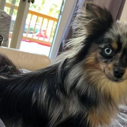 Mindy - Pomeranian
