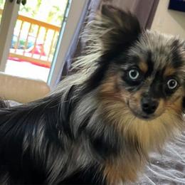 Mindy - Pomeranian