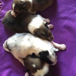 Shetland Sheepdog Puppies from Shantel Shelties