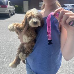 Pink - Red  female Goldendoodle puppy in Lake Butler, Florida from Providence Ranches