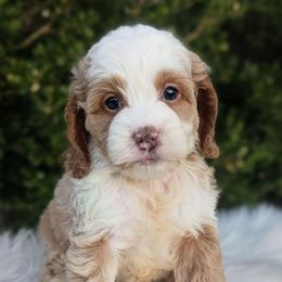 Koda - Buff and white male Cockapoo puppy in Salt Lake City, Utah from Utah Cocker Spaniels