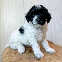 Eddie - Black and white male Assorted Doodle Crosses puppy in Arlington, Washington from Doodle Love Laugh