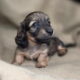 Gwen-AKC - Cream female Dachshund puppy in Tucson, Arizona from Crowned Doxies