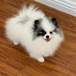 Cowboy AKC - Cream sable parti male Pomeranian puppy in Las Vegas, Nevada from POM SOCIETY