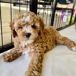 Cavapoo and Cockapoo Puppies from Benji’s Cockapoos