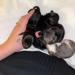 Dachshund Puppies from Dachshund Dad