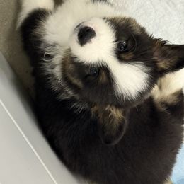 Tootsie - White and black female Pembroke Welsh Corgi puppy in Atascadero, California from California Corgis and Kunes