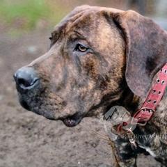 Molosser (Bully x) Puppies from Riot River Mastiffs