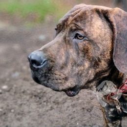 Molosser (Bully x) Puppies from Riot River Mastiffs