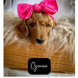 Geneva - Apricot female Poodle puppy in Detroit Lakes, Minnesota from Pickerel Pups
