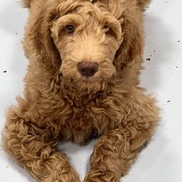 Australian Labradoodle and Double Doodle Puppies from Love Me Pooch