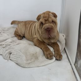 Chinese Shar-Pei, Cocker Spaniel, and Companion Cross Puppies from Mini Hippo Land