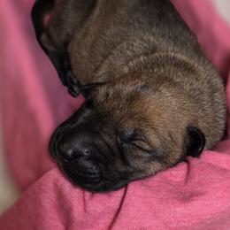 1 - Brindle female Xoloitzcuintli puppy in Pierson, Michigan from Mickam's Xolo's