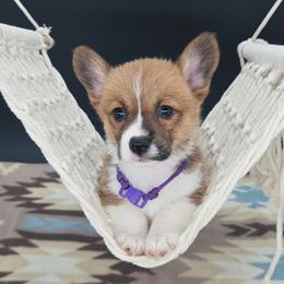 German Shepherd and Pembroke Welsh Corgi Puppies from J&R Shepherds & Corgis
