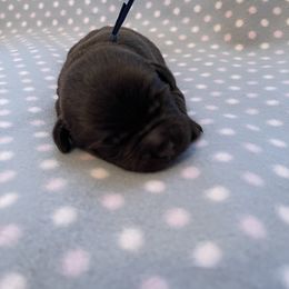 Labrador Retriever Puppies from Amore Labrador Retrievers
