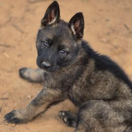 Robinhood - Sable male German Shepherd puppy in Winston Salem, North Carolina from Samtastic Shepherds