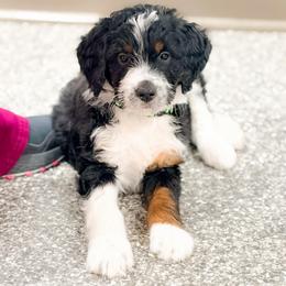 JACE - Tri-color male Bernedoodle puppy in Tipton, Indiana from Country Creek Doodles