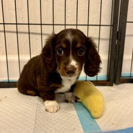 Dachshund Puppies from Mini Me Miniatures