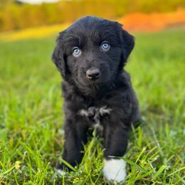 RAE - Black & white female Australian Shepherd puppy in Christiana, Tennessee from Vaught Family Farm