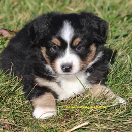 Ezra - Miniature American Shepherd puppy from Faithwalk Aussies and Mini American Shepherds