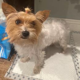 Sally - Yorkshire Terrier