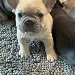 French Bulldog Puppies from Foster Lake Frenchies