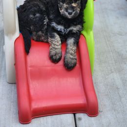 Bernedoodle Puppies from Adorable Dixie Doodles