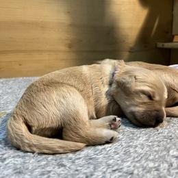 Golden Retriever Puppies from Golden Poppy Retrievers