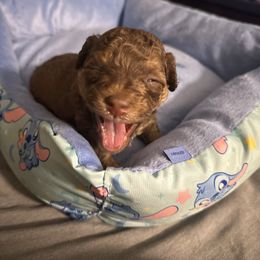 Charlie - Brown male Poodle puppy in Patterson, New York from Pixie Poodles