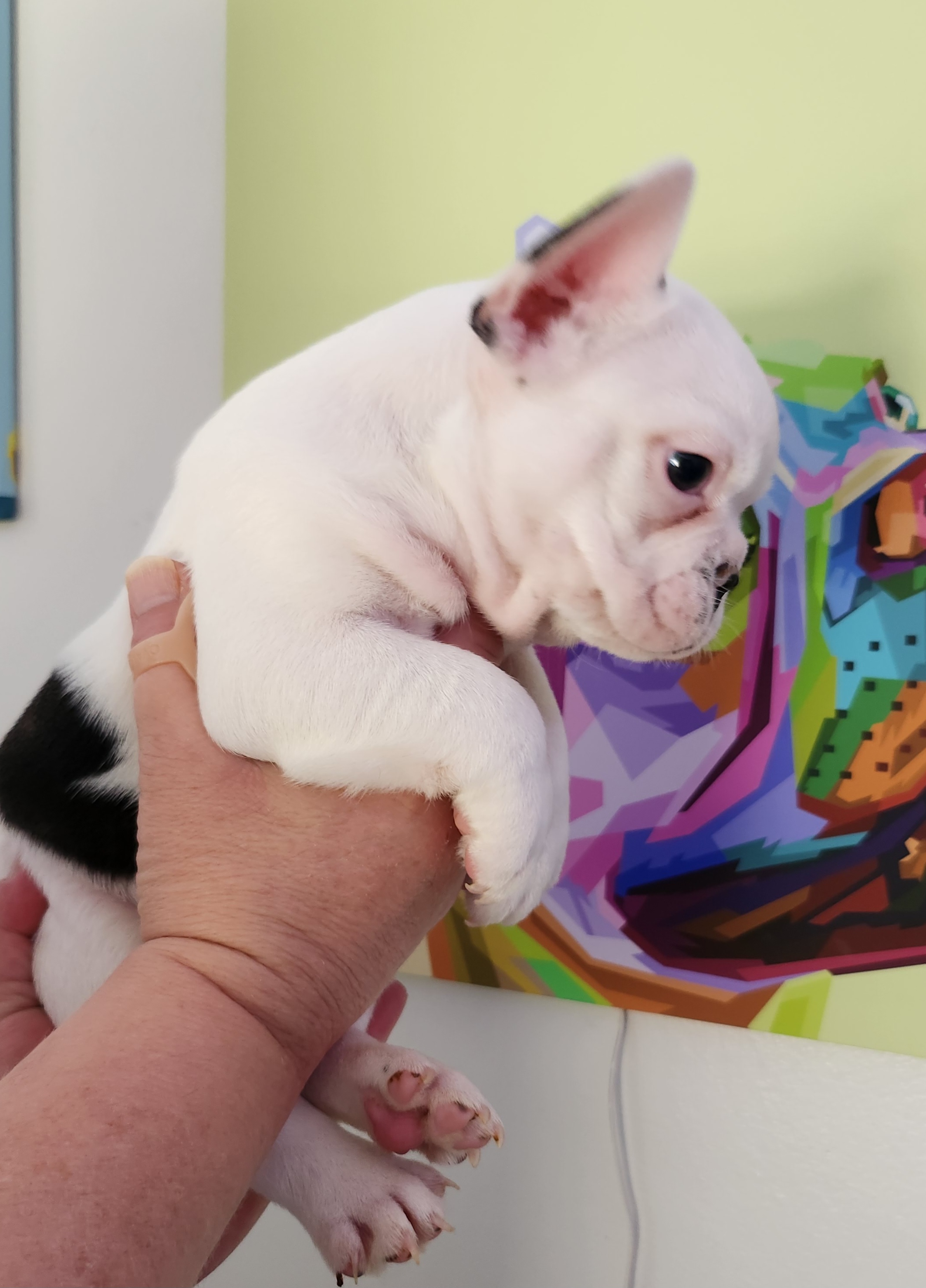 Boy 4 - White and brindle French Bulldog puppy in Wattsburg, Pennsylvania from Triple J Frenchies