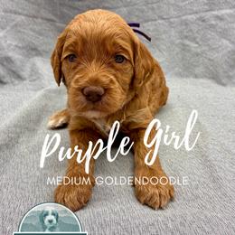 Purple Girl - Red  female Goldendoodle puppy in Travelers Rest, South Carolina from Bailey Mountain Doodles