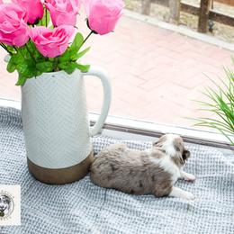 Miniature Australian Shepherd Puppies from Yarborough Kennels