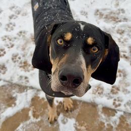 Bluetick Coonhound All Grown Up from RE Hounds