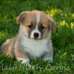 Chops - White and red male Pembroke Welsh Corgi puppy in Williams, California from Half Hitch Corgis
