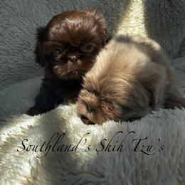 Godiva - Liver female Shih Tzu puppy in Clinton, Tennessee from Southland’s Shih Tzus