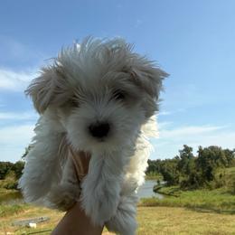 Lulu - White female Maltese puppy in Paden, Oklahoma from Logan's Perfect Puppies