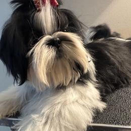 Rex - Black and white male Shih Tzu puppy in New York, New York from Falling Star