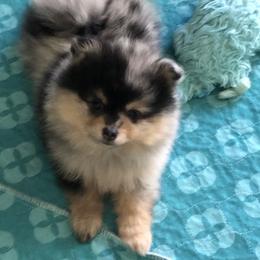 Pomeranian Puppies from Yates Pomeranians