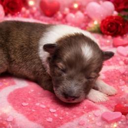 Butter Pecan - Sable merle and white female Shetland Sheepdog puppy in Wapello, Iowa from Willow Rayne shelties and more