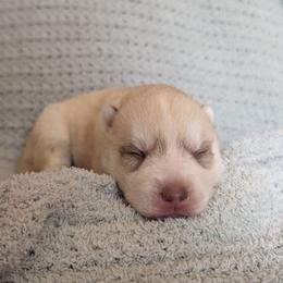 Ace - Red and white male Siberian Husky puppy in Wisconsin from Liberty Siberians