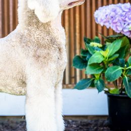 Poodles from Cascadia Standard Poodles