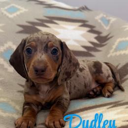 Dudley - Dapple male Dachshund puppy in Jena, Louisiana from Greens Creek Kennel
